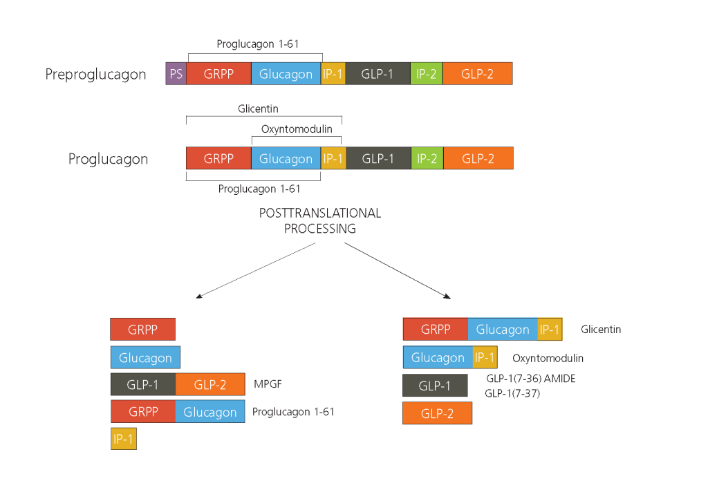 Preproglucagon 231101 1